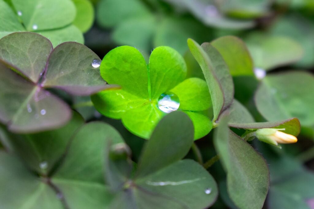 Close-up shot of a four leaf clover meant to signify luck